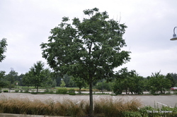 Fraxinus americana 'Autumn Purple' — photo 1